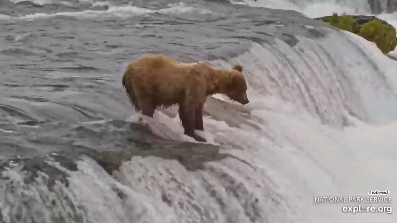 Katmai Bears 6-20-25.  909 Jr. Heads to the Lip, Like Back in the Day!  explore.org
