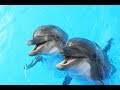 ШОУ ДЕЛЬФИНОВ🐬🐬/DOLPHINS SHOW🐬🐬Dolphinarium