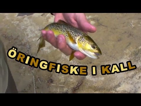Kall - ringsfiske augusti 2012 - Baitbox
