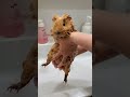 テディモルモットのお風呂