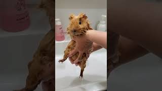 teddy guinea pig bath