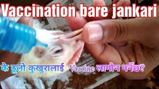 के vaccine नलगौन हुन्छ त?Vaccine बारे सम्पुर्ण जानकारी|How to vaccinate chicks|Local kukhura Palan