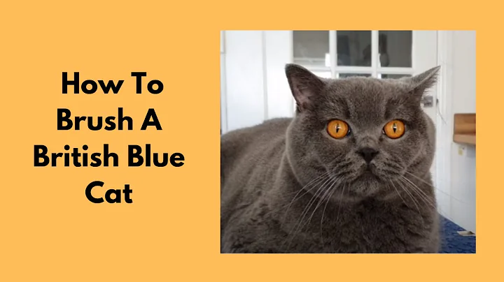 How To Brush A British Blue Cat