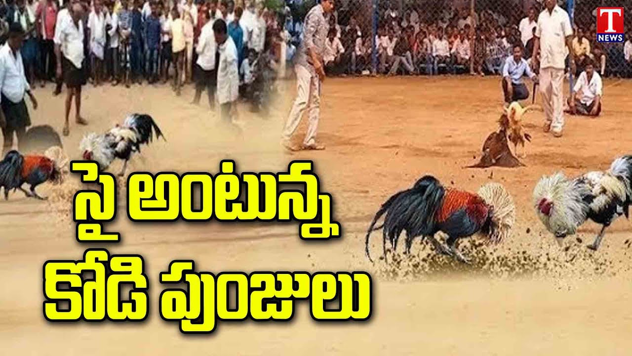 Special Report For Sankranthi Festival 2024  Training For Hens For Kodi Pandalu | T News