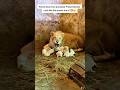 When her baby is threatened…she becomes fearless.❤️#animals #wildlife #mom #fyp #momlove #viral