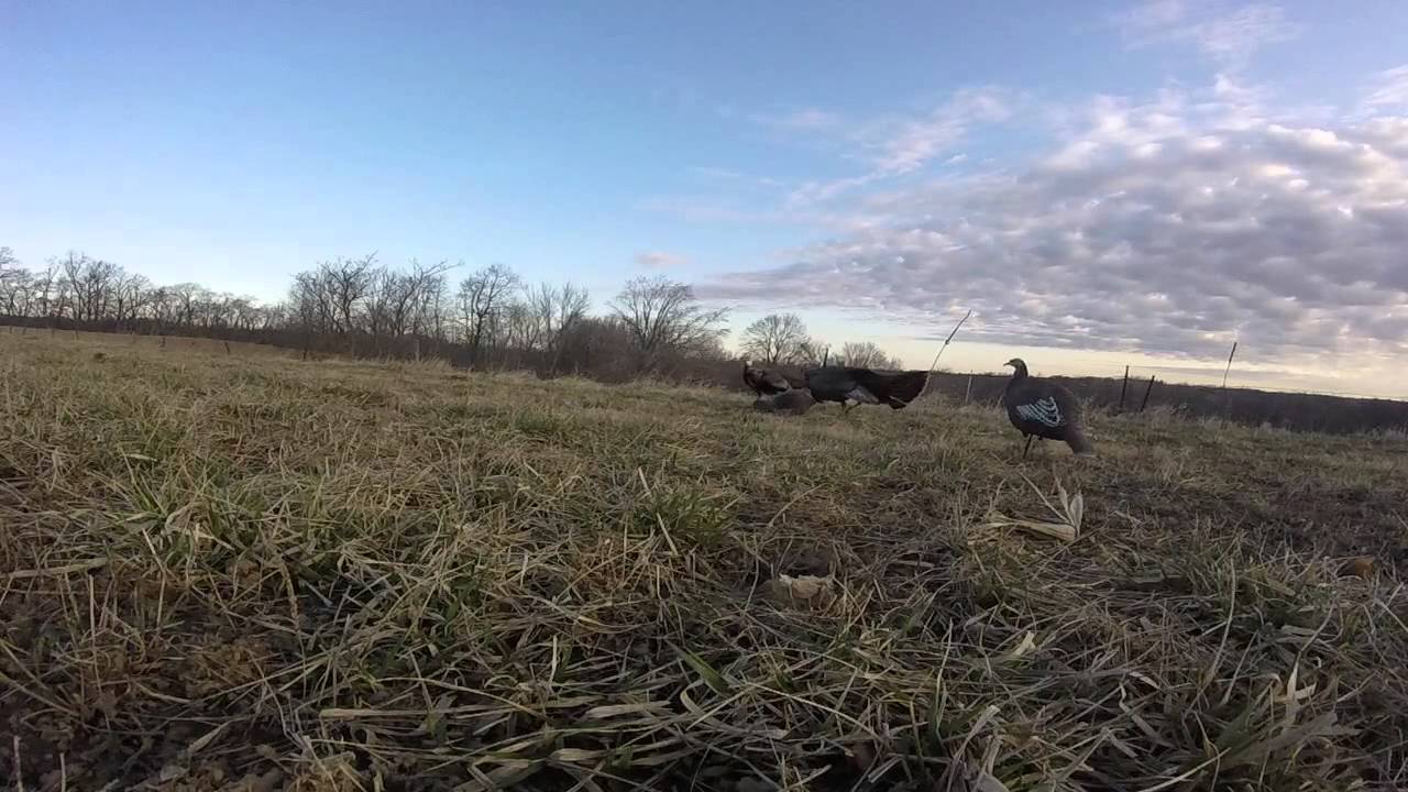 Turkey Hunting 2015 YouTube
