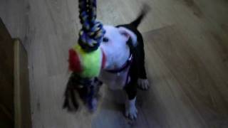 Staffordshire Bull Terrier Puppy Belle With Her Toy.