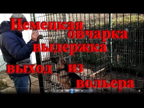 Видео: Как научить немецкую овчарку оставаться