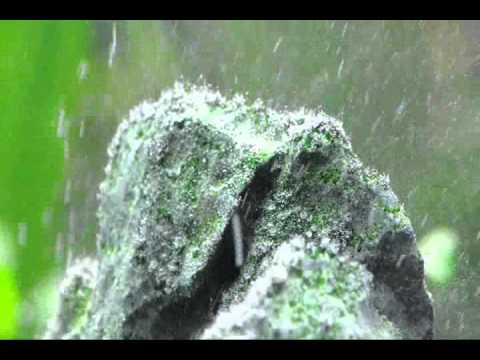 30 Hydrogen Peroxide As Algae Treatment You Hydrogen Peroxide As Algae Treatment