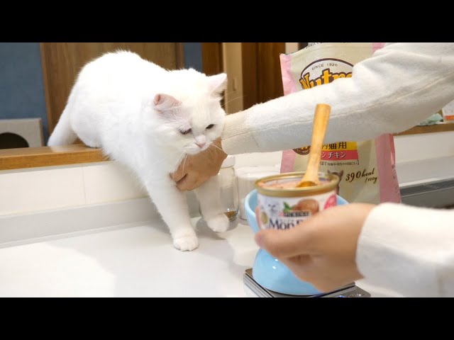 久しぶりの猫缶に食欲を抑えることができない猫！