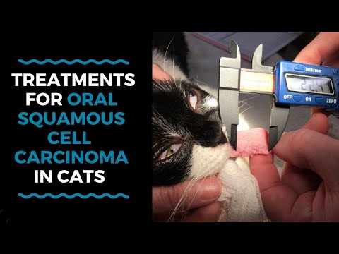 Video: Mouth Cancer (Adenocarcinoma) Sa Cats