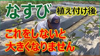 なすび植え付け後のお手入れ　これをしないと大きくなりません　#家庭菜園 #農ある暮らし