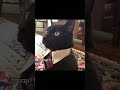Like yo yo cat#funnycats #funny #shorts #youtubeshorts