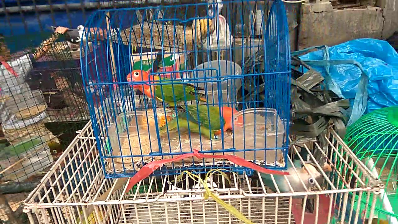 Harga lovebird biola dipasar burung 