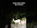 Jungle Night wildlife tiger territory #tigerspotted #wildanimals