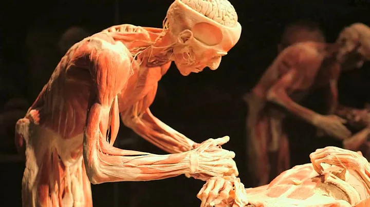 Gunther von Hagens' BODY WORLDS Vital at Life Scie...