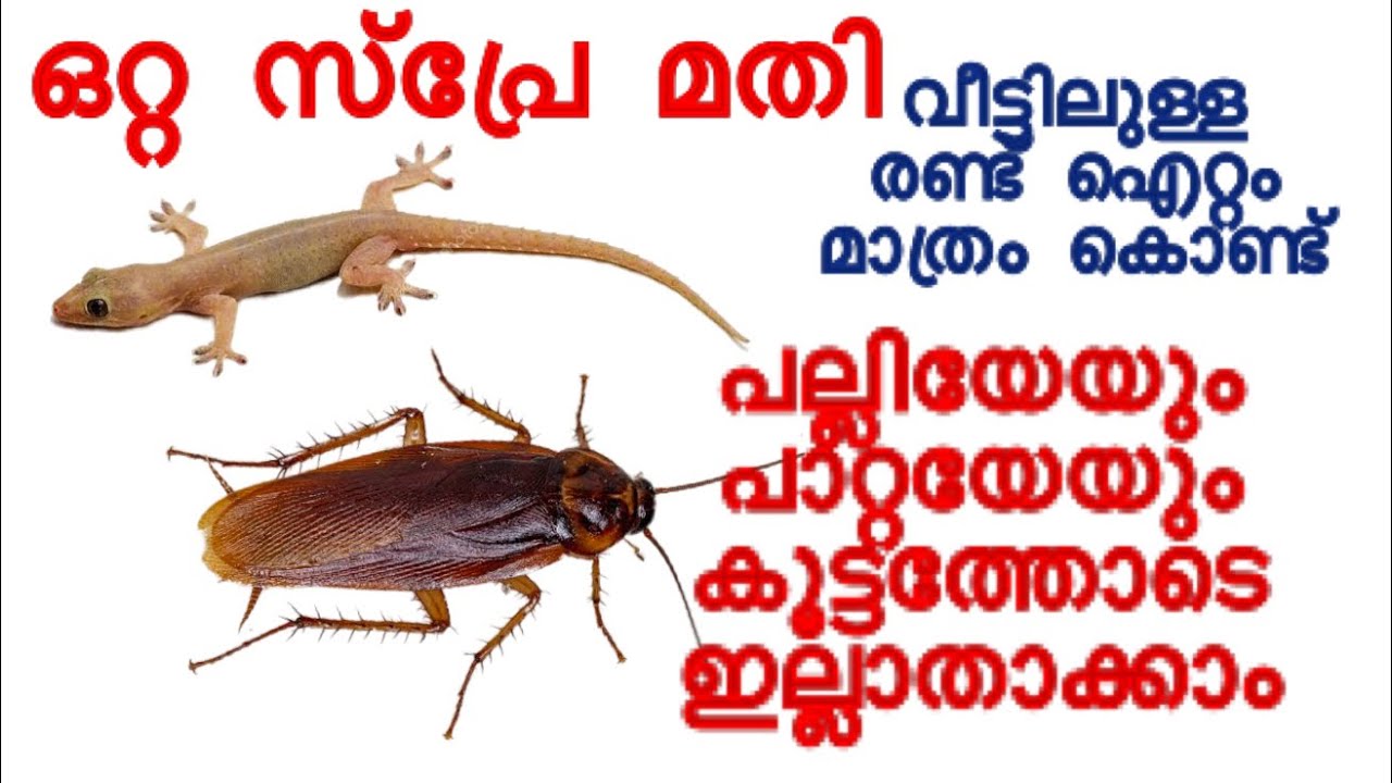 വീട്ടിലുള്ള രണ്ട് ഐറ്റം മതി പല്ലിയേയും പാറ്റയേയും ഓടിക്കാം | How to remove lizards and Cockroach