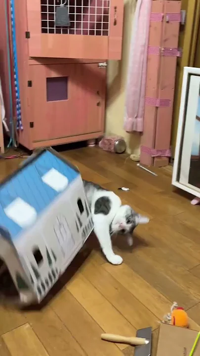 Top des vidéos très mignon