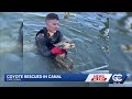 Firefighters and neighbors team up to rescue coyote pup from canal in Cape Coral