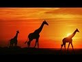 African Folk Music Instrumental | Marimba, Kalimba, & Drums