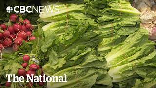 Lettuce suspected source of explosive diarrhea outbreak