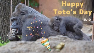 Happy 45th Toto's Day A calm gorilla who is loved by baby Sumomo and all gorillas