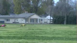 Ruby Lure Coursing