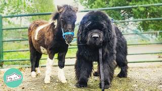 Tiny Pony Loves Showering Newfie Brother With Sloppy Kisses | Cuddle Buddies