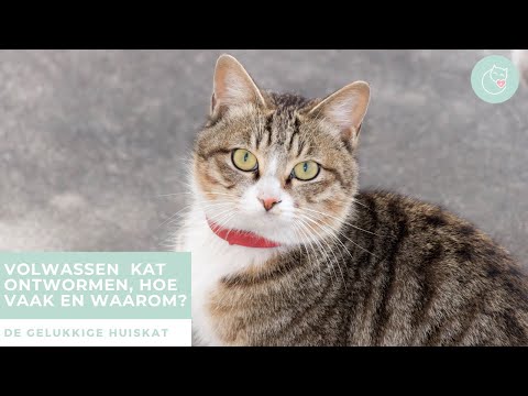 Video: Hoe een kat te kiezen die muizen zal doden