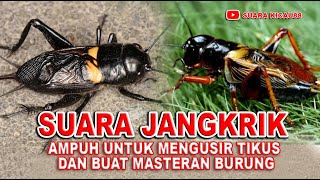 SUARA JANGKRIK UNTUK PENGUSIR TIKUS DAN BUAT MASTERAN BURUNG
