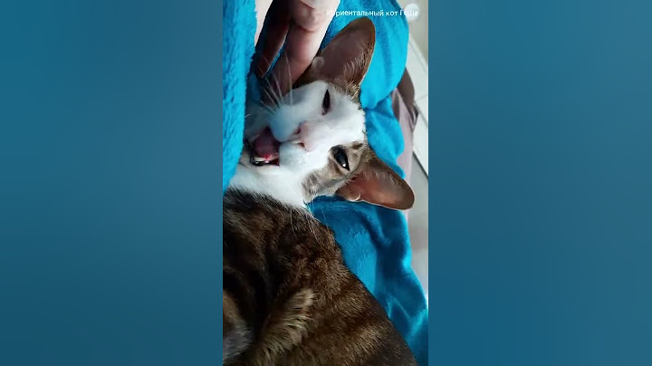 My Cat is CHEEKY to me🤭😸 Oriental Cat #funnycats #shorts eng.subs