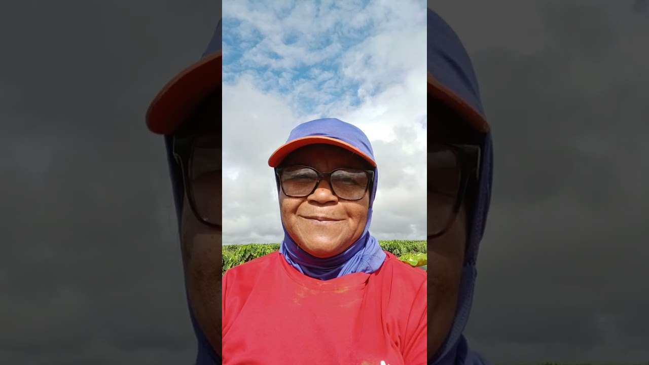 Hoje voltei trabalhar plantando café mesmo com chuva o o trabalho continou 