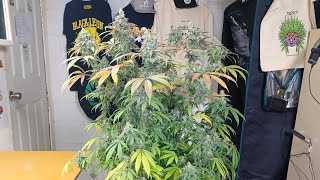Ze Chem Bang  harvest day, TerpyZ Mutant Genetics. Medical marijuana