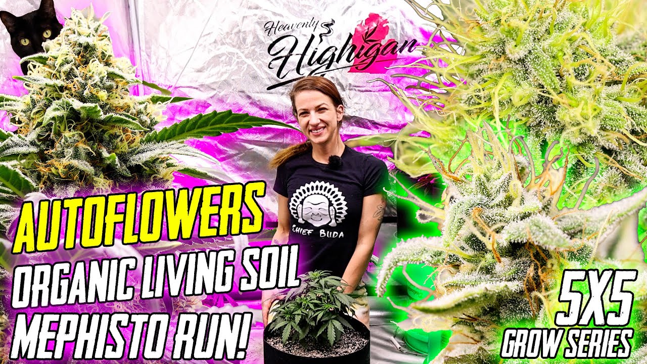 Organic Living Soil Autoflowers! Mephisto's In Flower!
