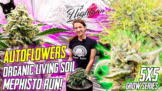 Organic Living Soil Autoflowers! Mephisto's In Flower!