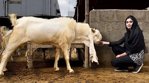 Gulabi Bakra Breeding Farm, Goat Farming, Goat Land Farms, Bakra Mandi Pakistan, Hsn Entertainment