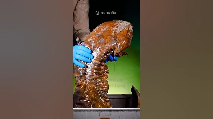 Mysterious Hellbender Salamander || 🦈 #shorts