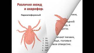 Отряд клещей. Биология. Систематика. Ассистент Буняева Д.В.