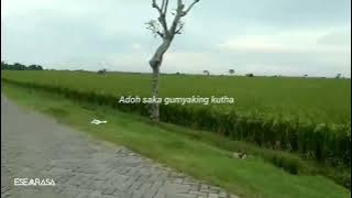 Story WA - Sawah | Story WA Bahasa Jawa - Sawah | Story WA Terbaru