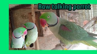 Raw talking breeder pair mood in breeding secaon2024 raw green parrot birds dancing birds by Birds Lover  57 views 3 months ago 1 minute, 36 seconds