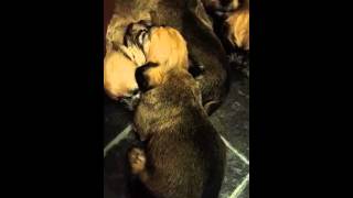 Siwop DDT's 4 weeks old by SIWOP Dandie Dinmont Terriers 15 views 8 years ago 1 minute, 2 seconds