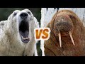 Ours polaire vs morse  qui est le roi de larctique 