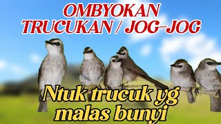 KOLONI SUARA TRUCUKAN | JOGJOG OMBYOKAN TERAPI BURUNG MALAS BUNYI.