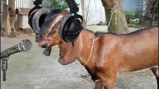 Dj Kambing