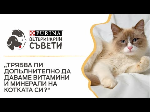 Видео: Трябва ли котката ви да приема мултивитамини?