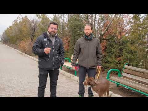 Video: Kokarca Spreyi Etkilenen Bir Köpeği Tedavi Etmenin 3 Yolu