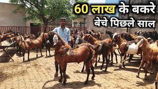 18 साल के लड़के का बकरा फार्म | Goat Farming | Heavy Weight Sirohi Goats
