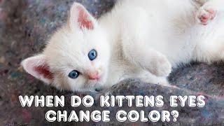 Unlocking the Mystery | When Do Kittens Eyes Change Color?