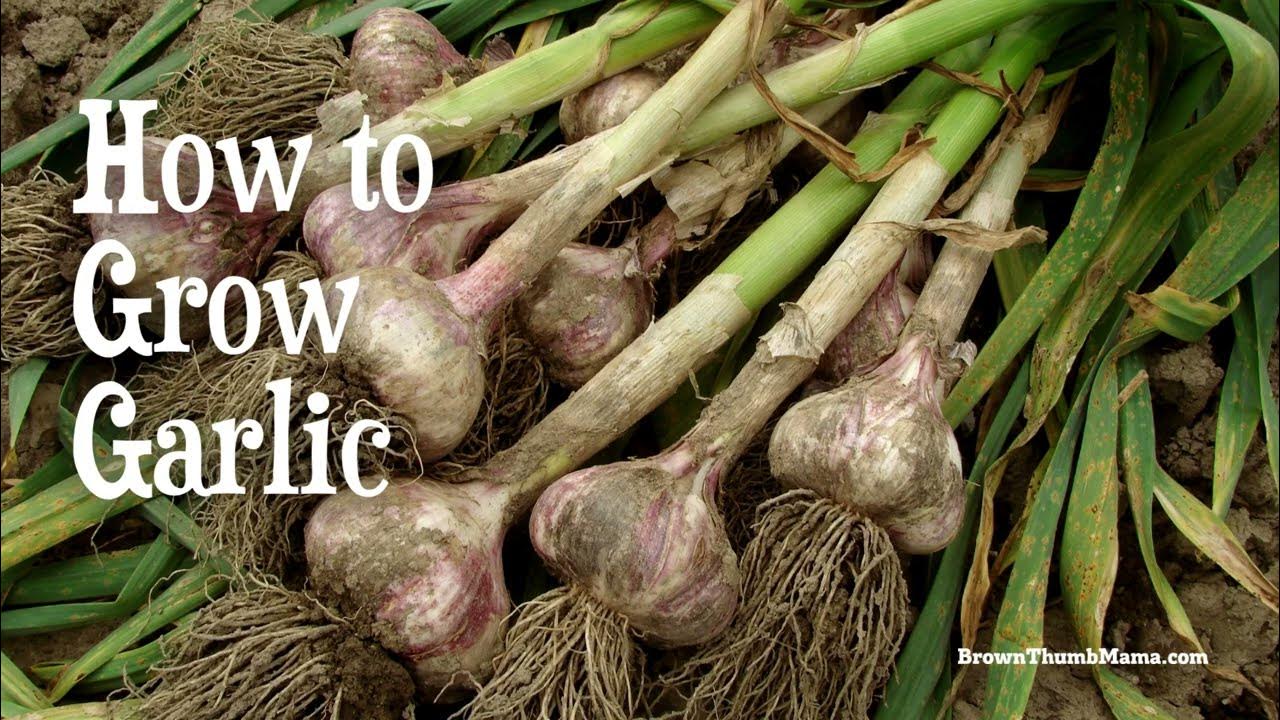 How to Grow Garlic YouTube