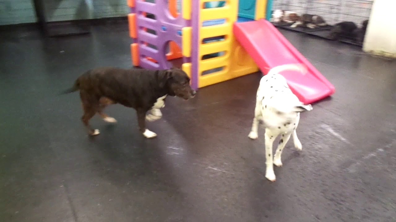 The Barking Lot 4/9/18 MAH02535 YouTube